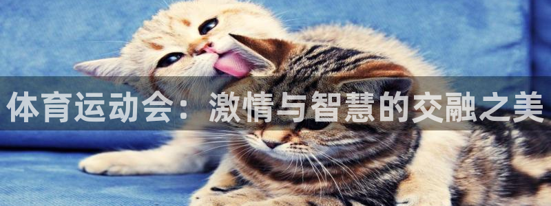 熊猫体育直播